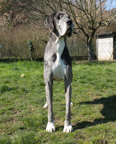 Hérésie du paradis des géants